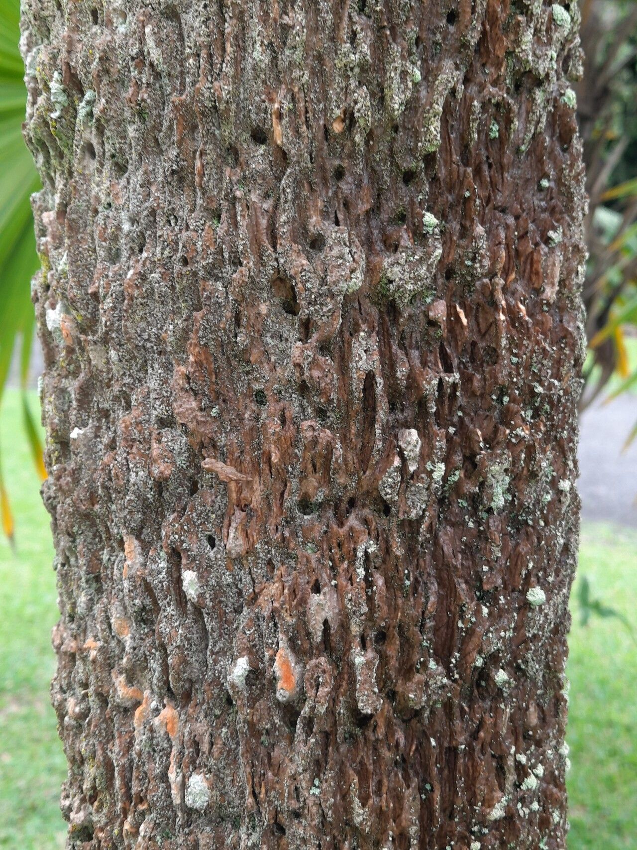 Schippia concolor bark