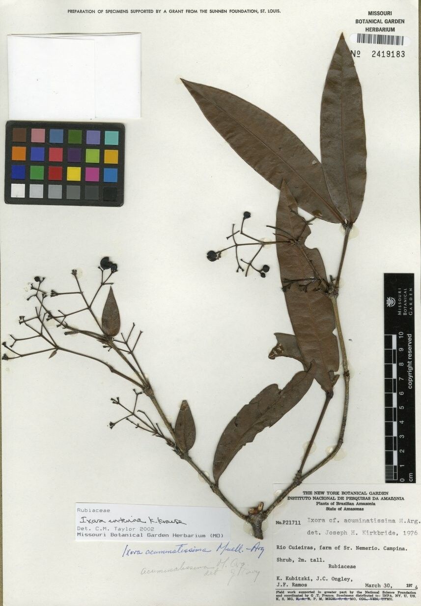 Ixora intensa — search result for 'Ixora'