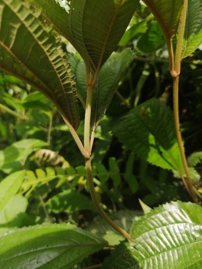 Miconia conosetosa bark