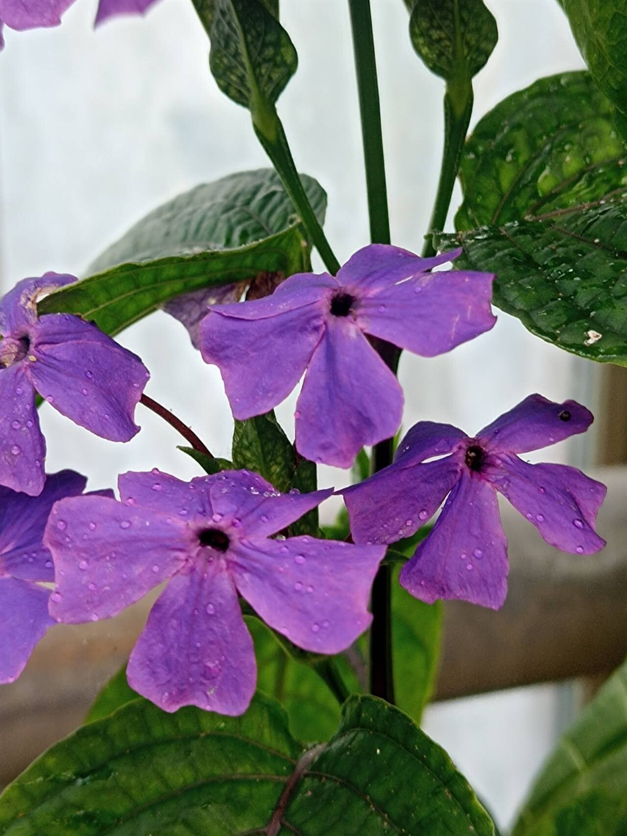 Eranthemum wattii flower