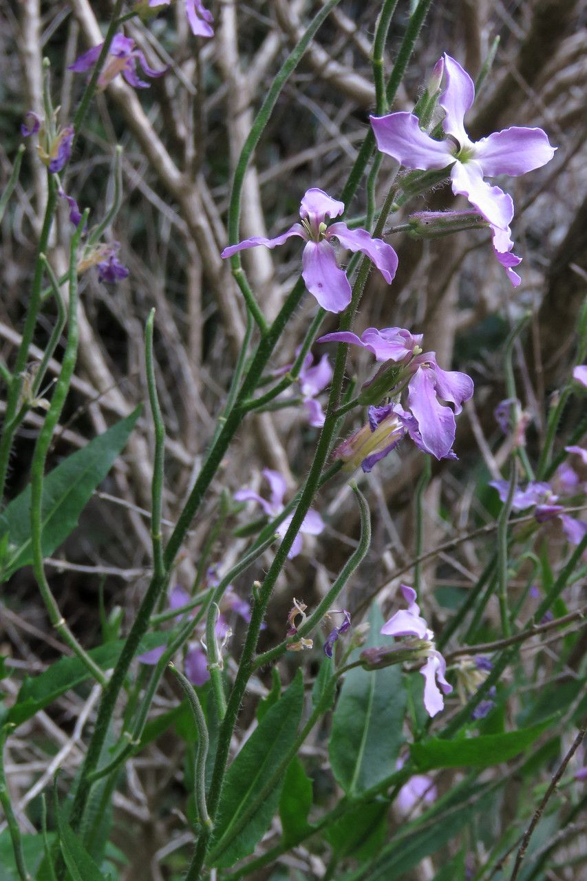 Hesperis laciniata fruit