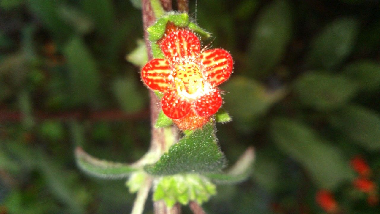Kohleria spicata flower