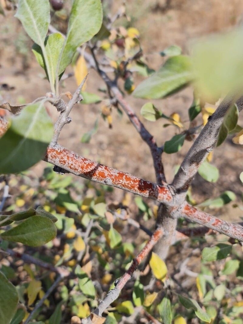 Pyrus elaeagnifolia bark
