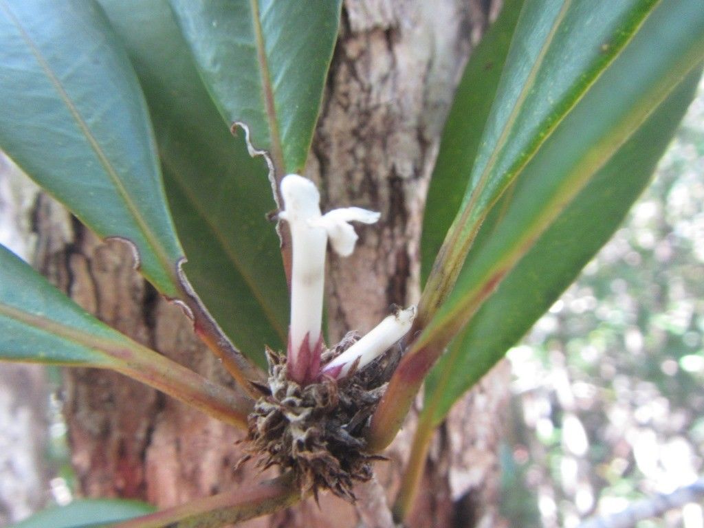 Pittosporum aliferum bark