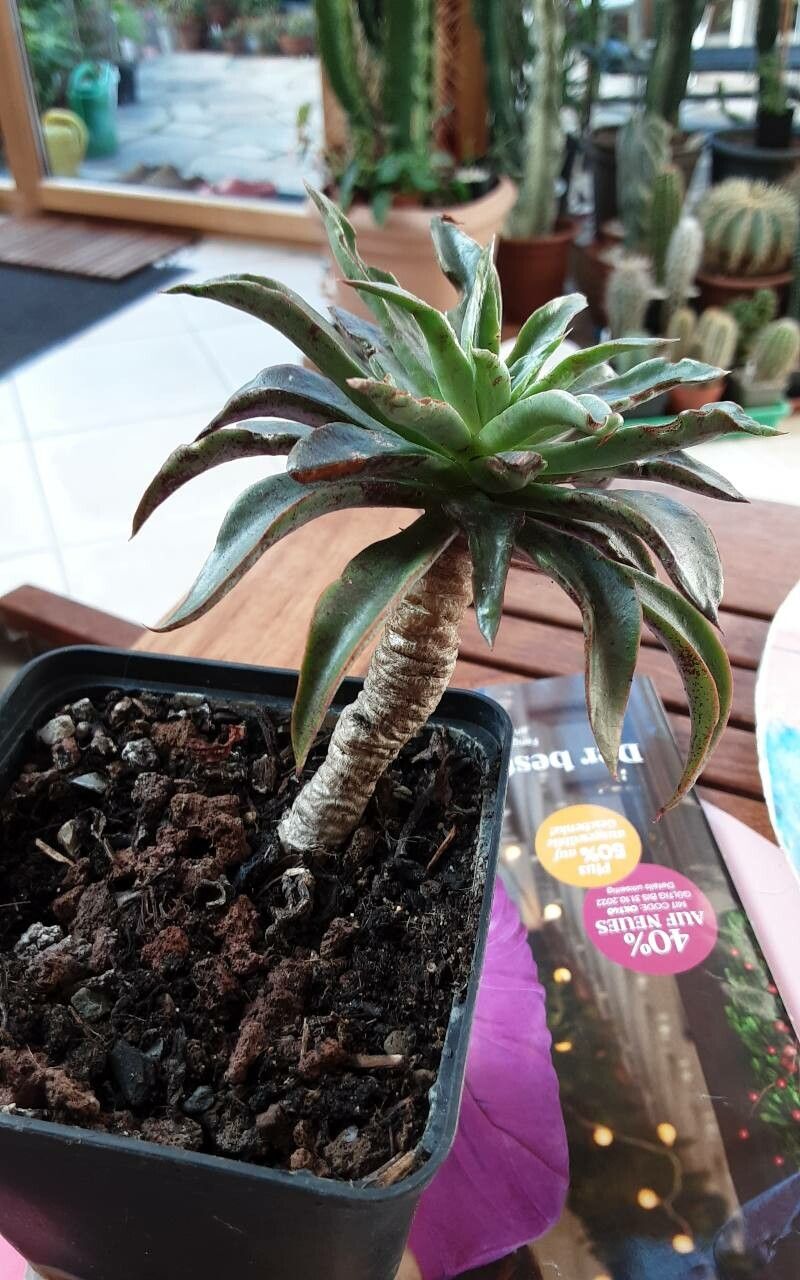 Echeveria lutea bark