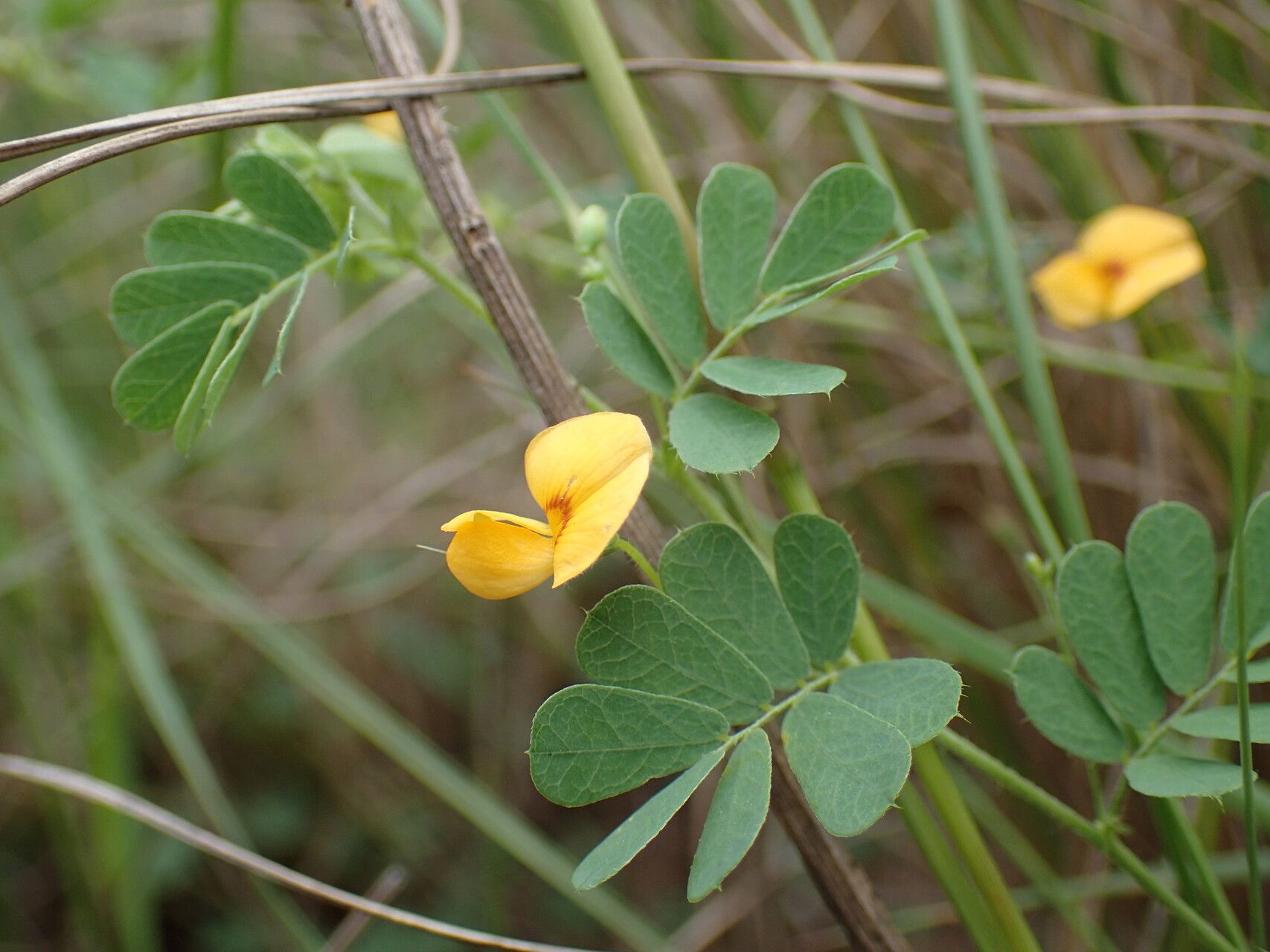 Aeschynomene brevifolia flower
