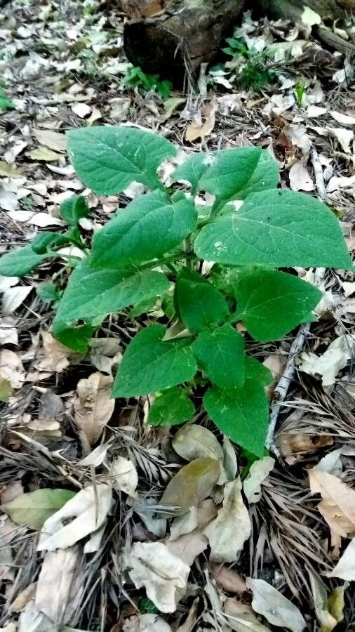 Adenocaulon bicolor habit