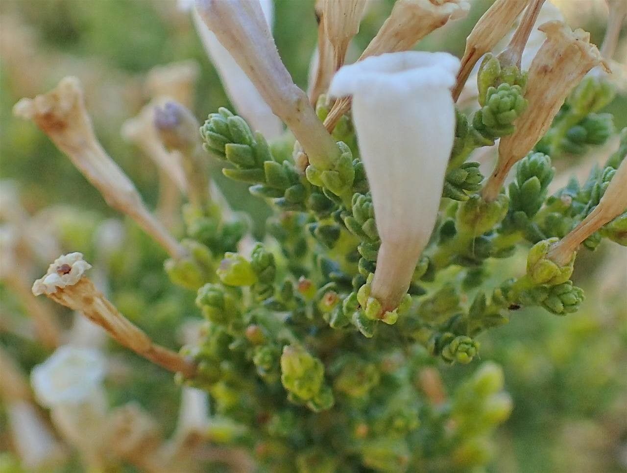 Fabiana imbricata fruit