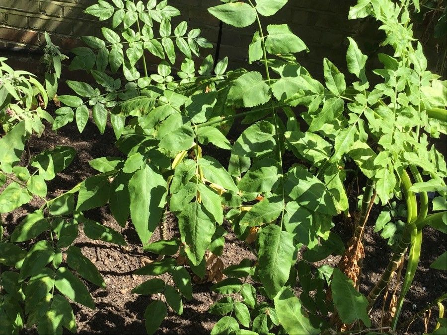 Daucus decipiens leaf