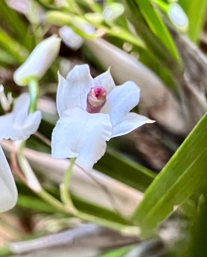 Scaphyglottis crurigera flower