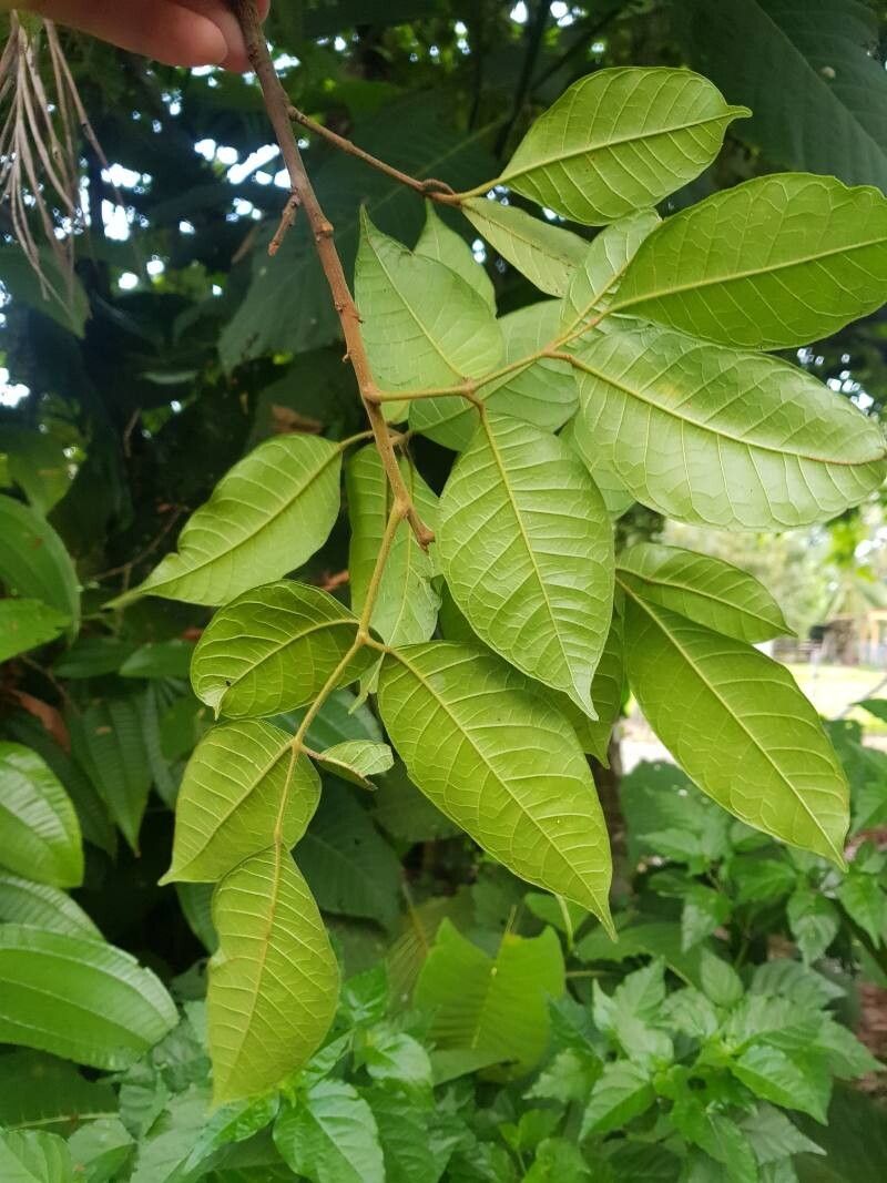 Protium costaricense leaf