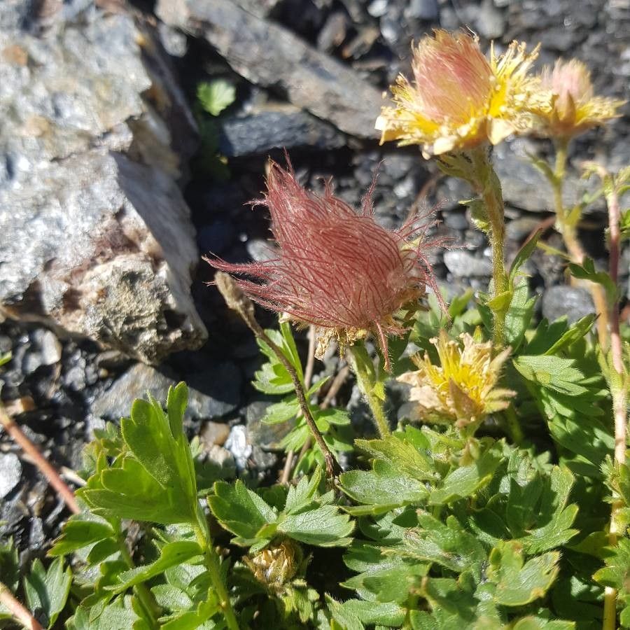 Geum reptans fruit