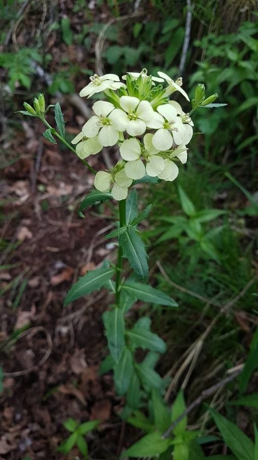 Erysimum franciscanum flower