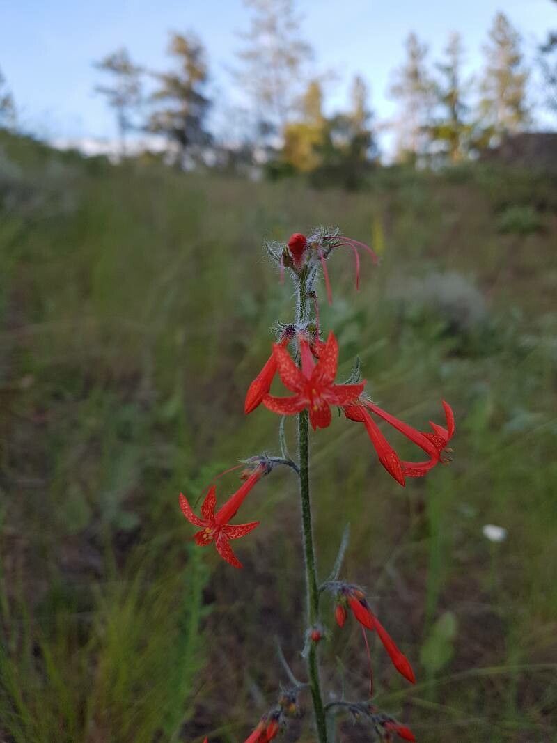 Ipomopsis aggregata flower