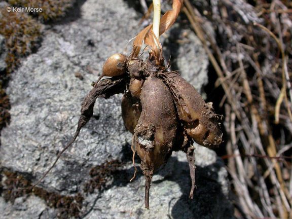 Perideridia oregana habit