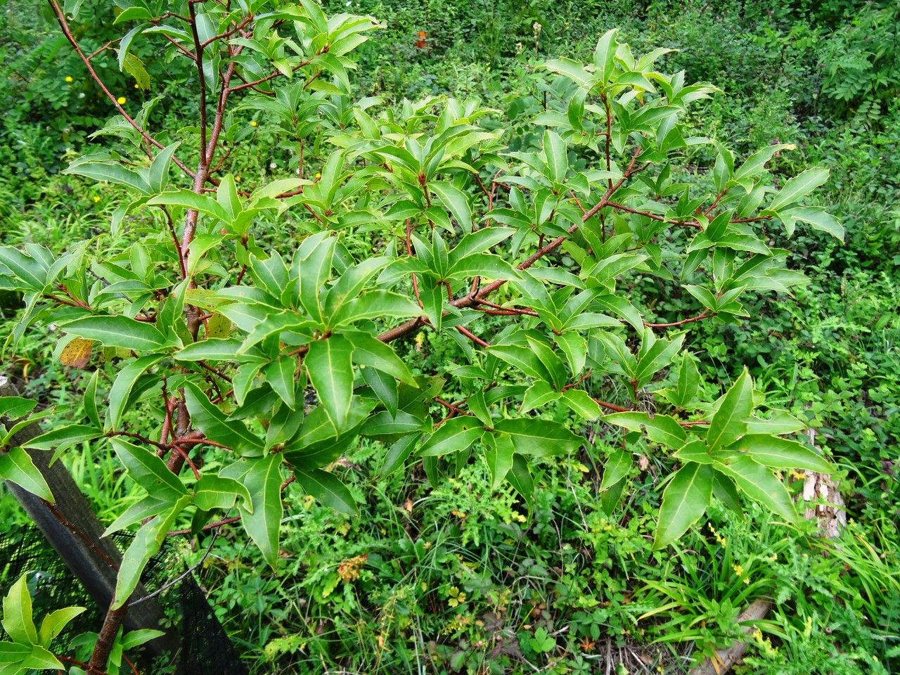 Quercus affinis habit