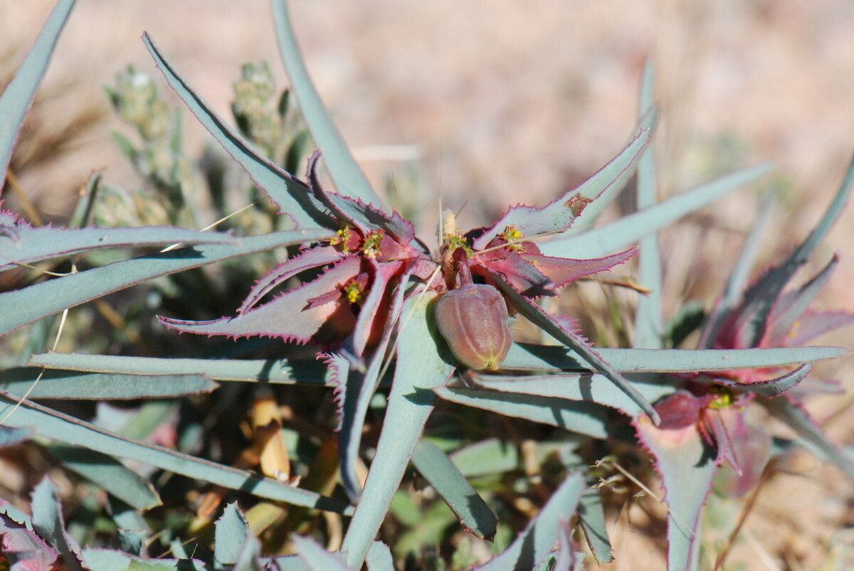 Euphorbia retusa fruit