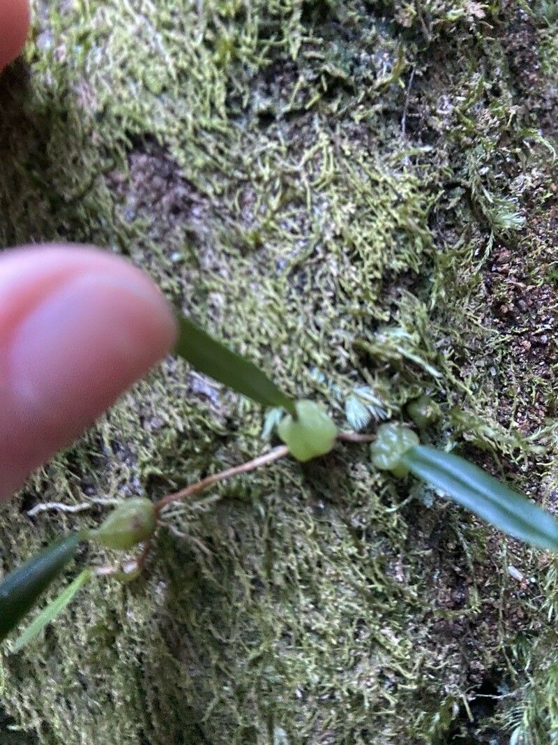 Bulbophyllum exiguum leaf