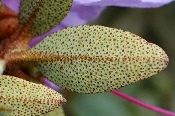 Rhododendron orthocladum — houseplant care guide