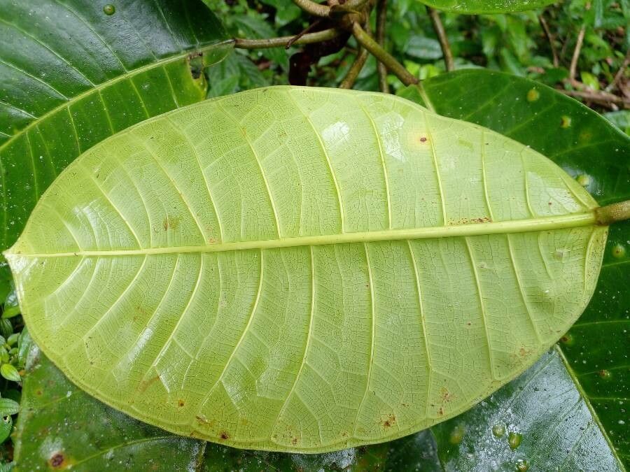 Ficus tonduzii — houseplant care guide