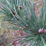 Pinus sylvestris