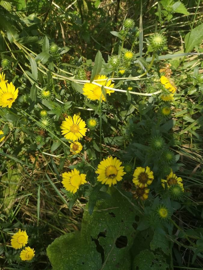 Grindelia robusta flower