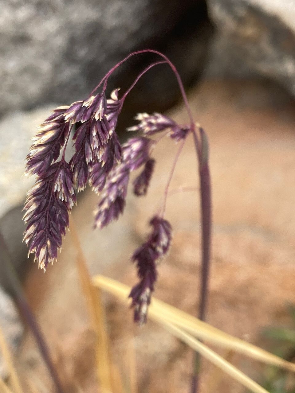 Poa cucullata flower