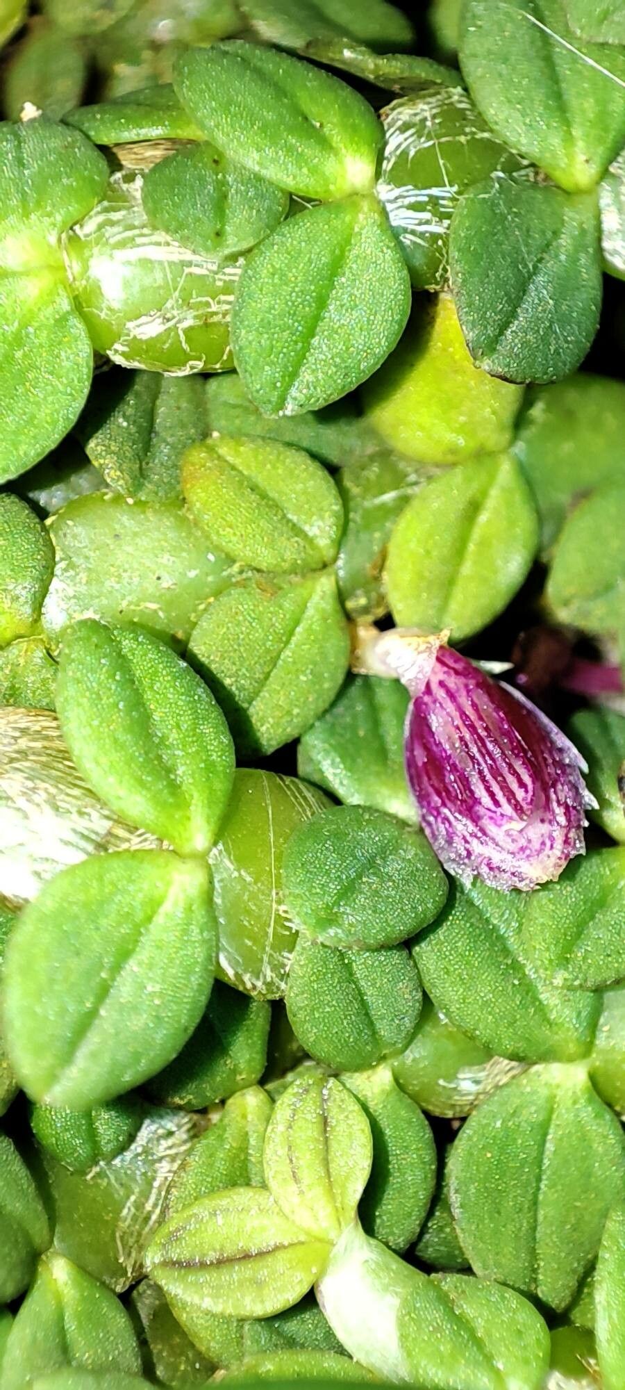 Bulbophyllum insolitum — houseplant care guide