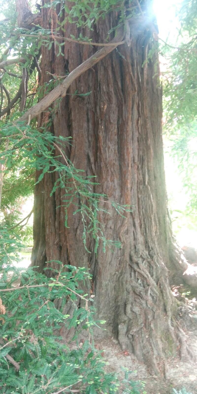 Pinus devoniana bark