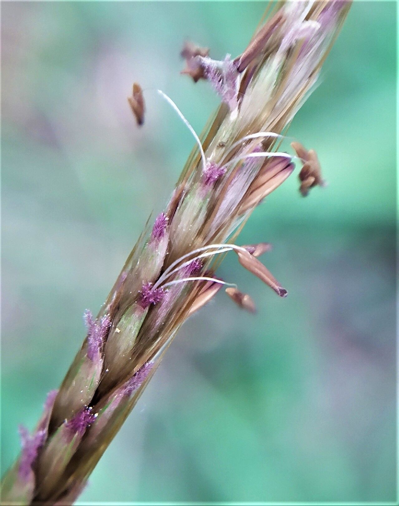 Polytrias indica fruit