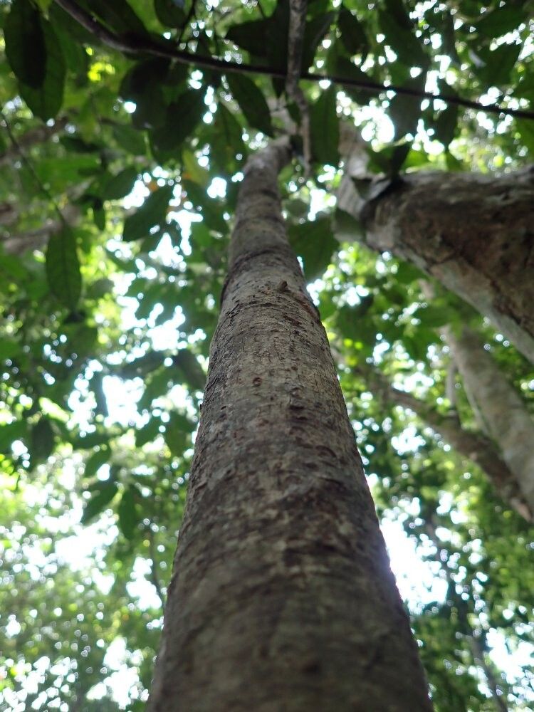 Pachylobus letestui — houseplant care guide