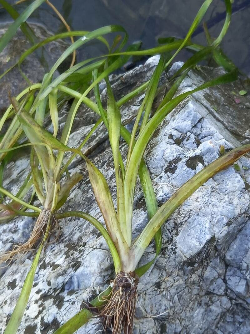 Vallisneria spiralis bark