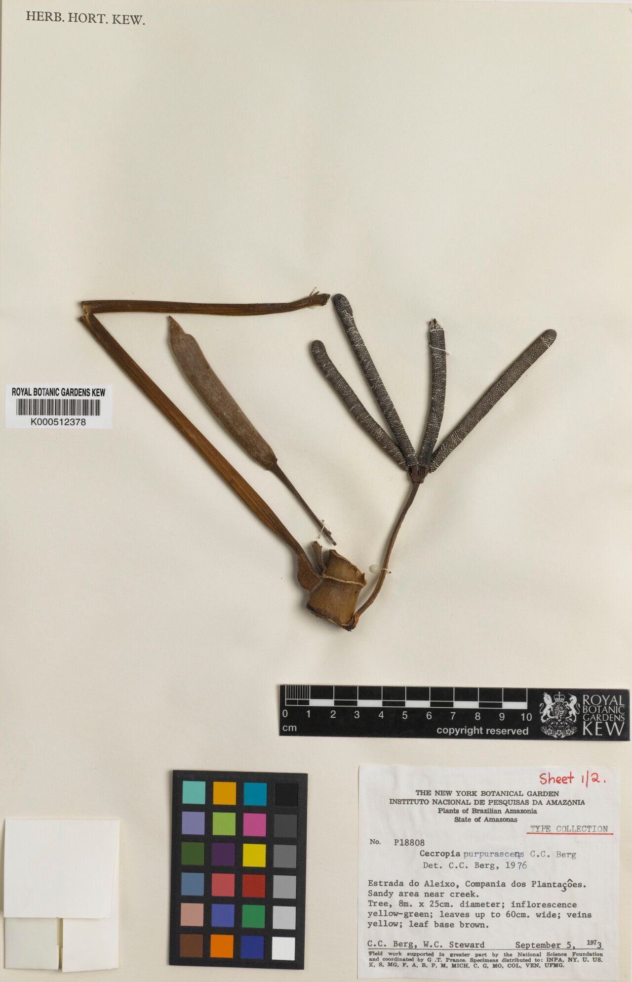 Cecropia purpurascens fruit