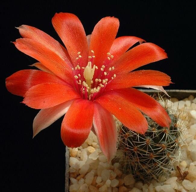 Aylostera leucanthema — houseplant care guide