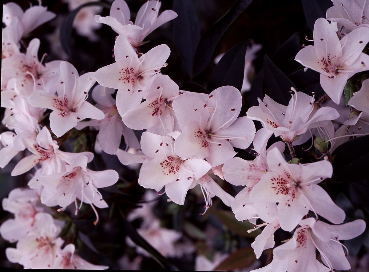 Rhododendron hongkongense — houseplant care guide