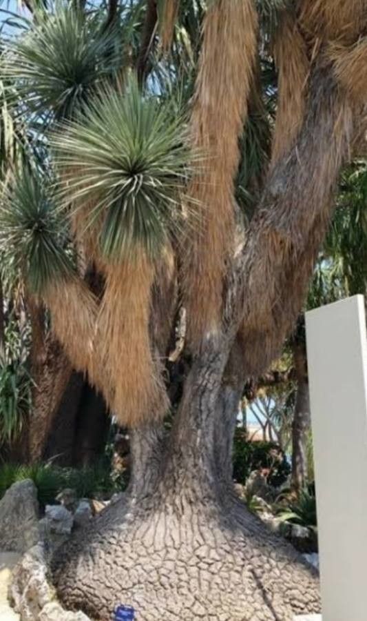 Beaucarnea stricta — search result for 'Beaucarnea'