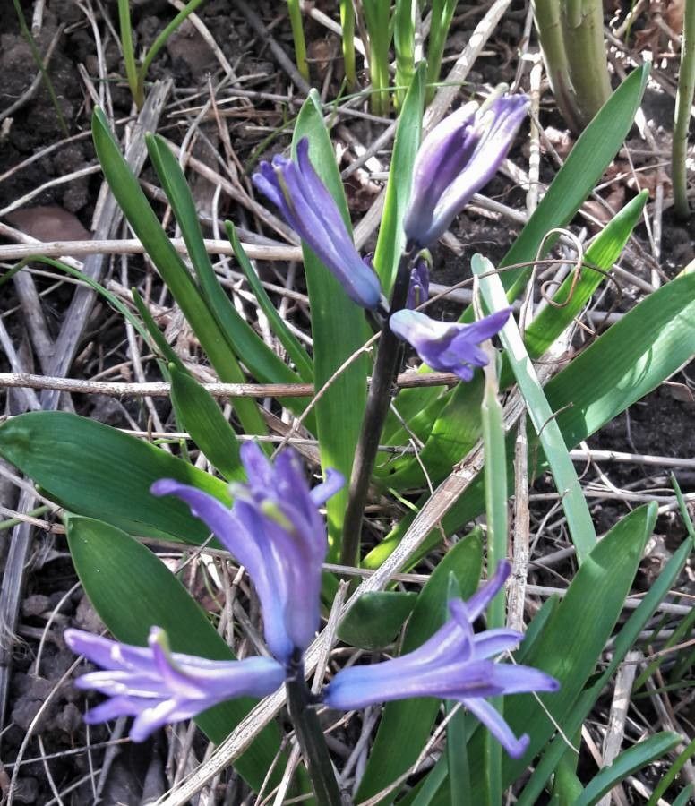 Hyacinthus spp.