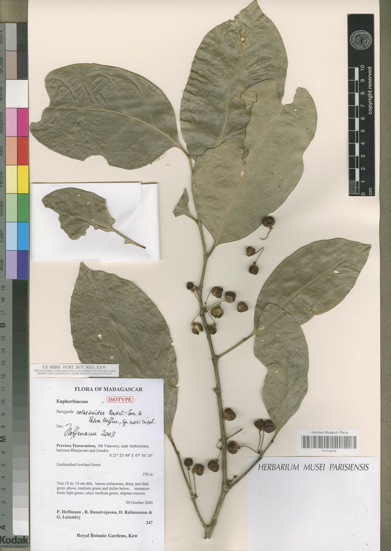 Suregada celastroides — related species from the same genus