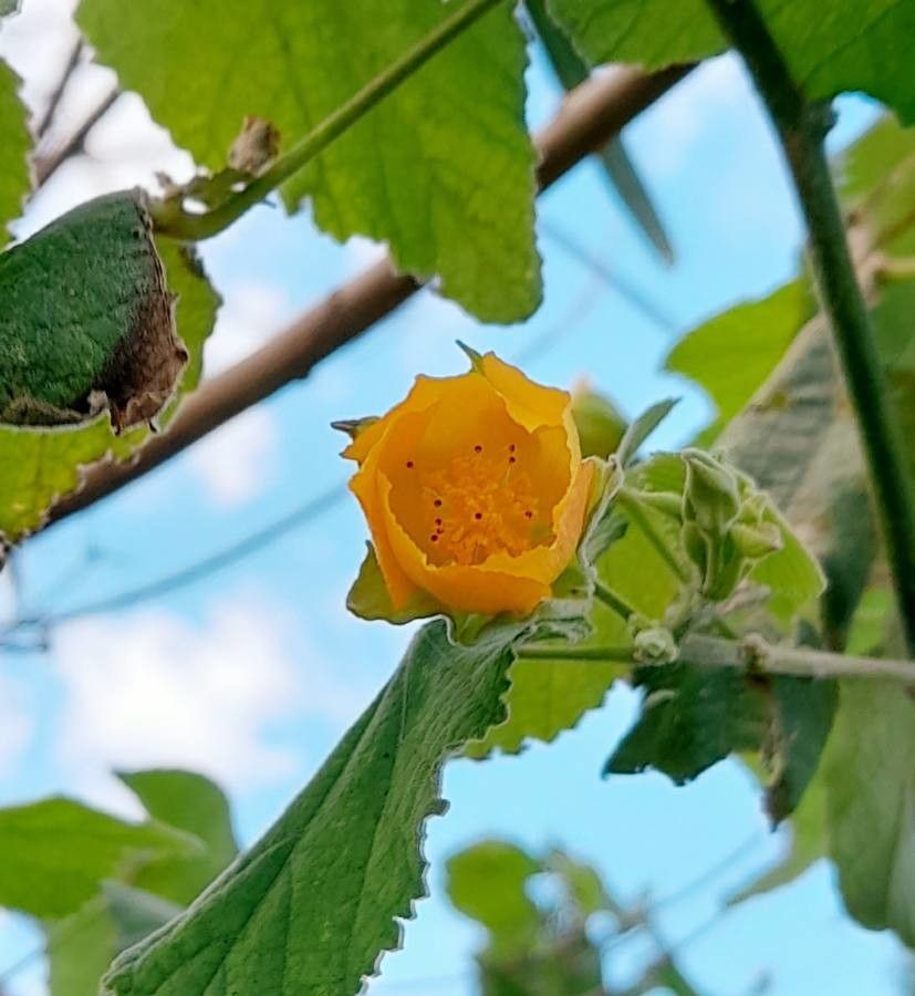 Abutilon grandifolium flower