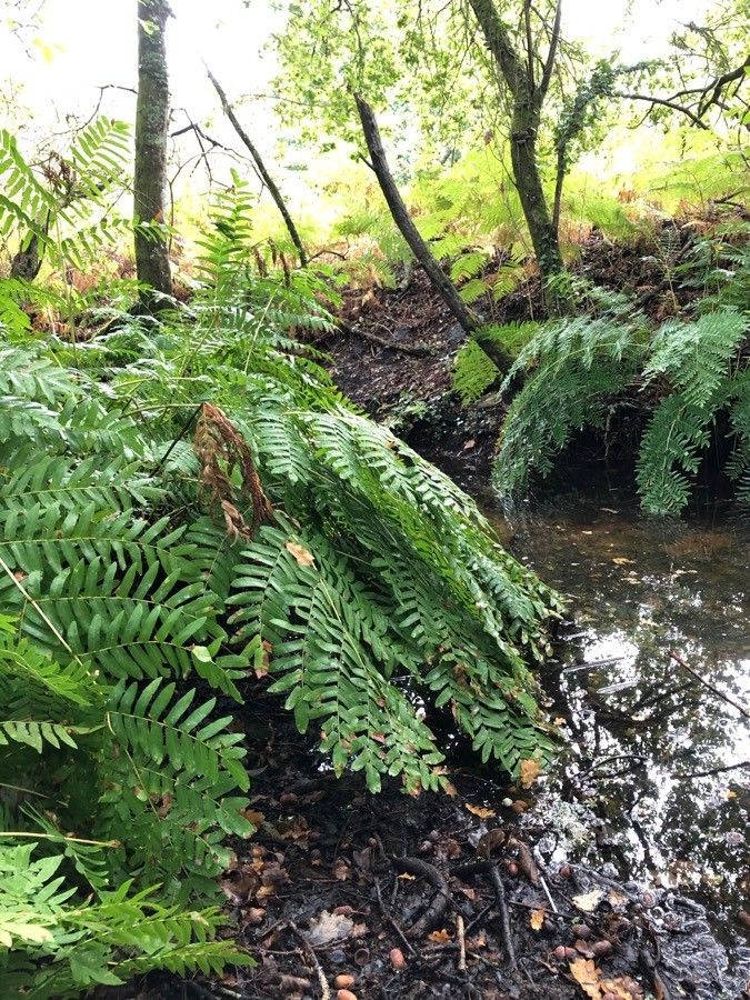 Osmunda regalis leaf