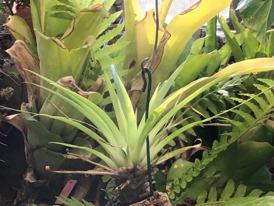Tillandsia complanata leaf