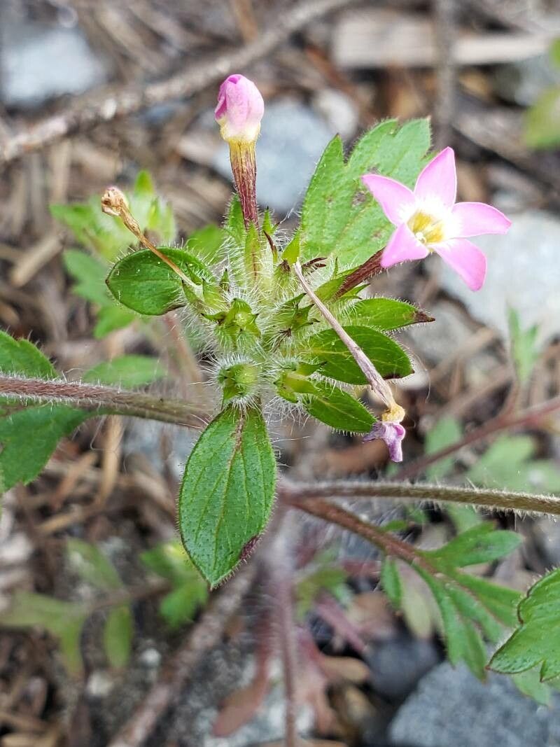 Collomia heterophylla — related species from the same genus