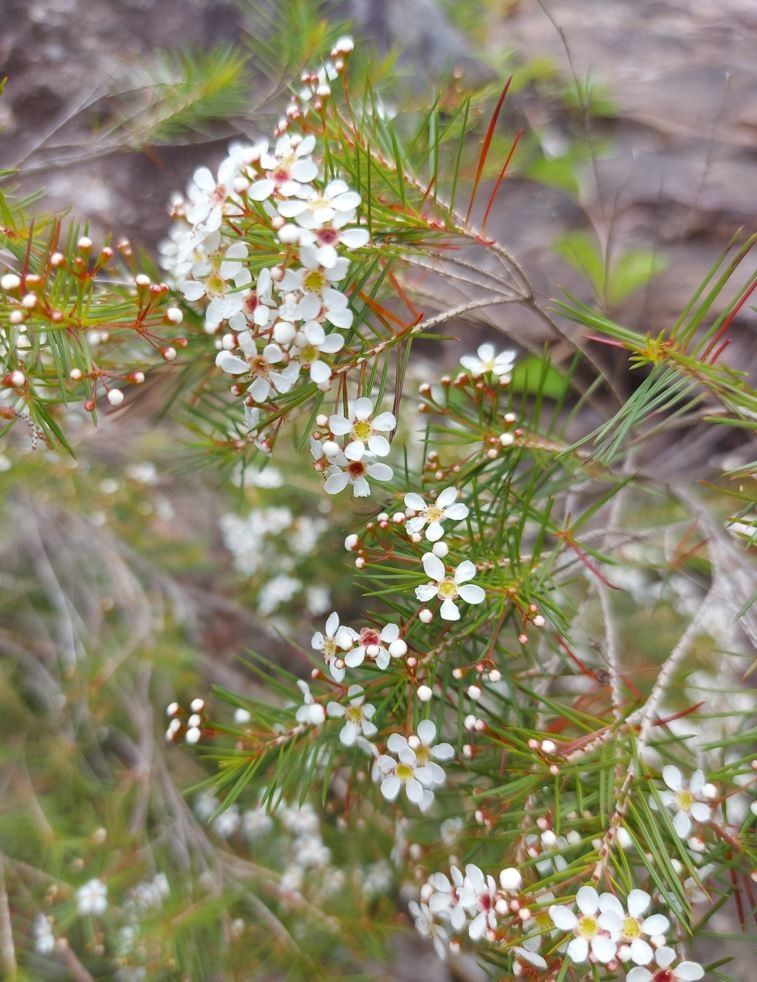 Sannantha pinifolia — related species from the same genus