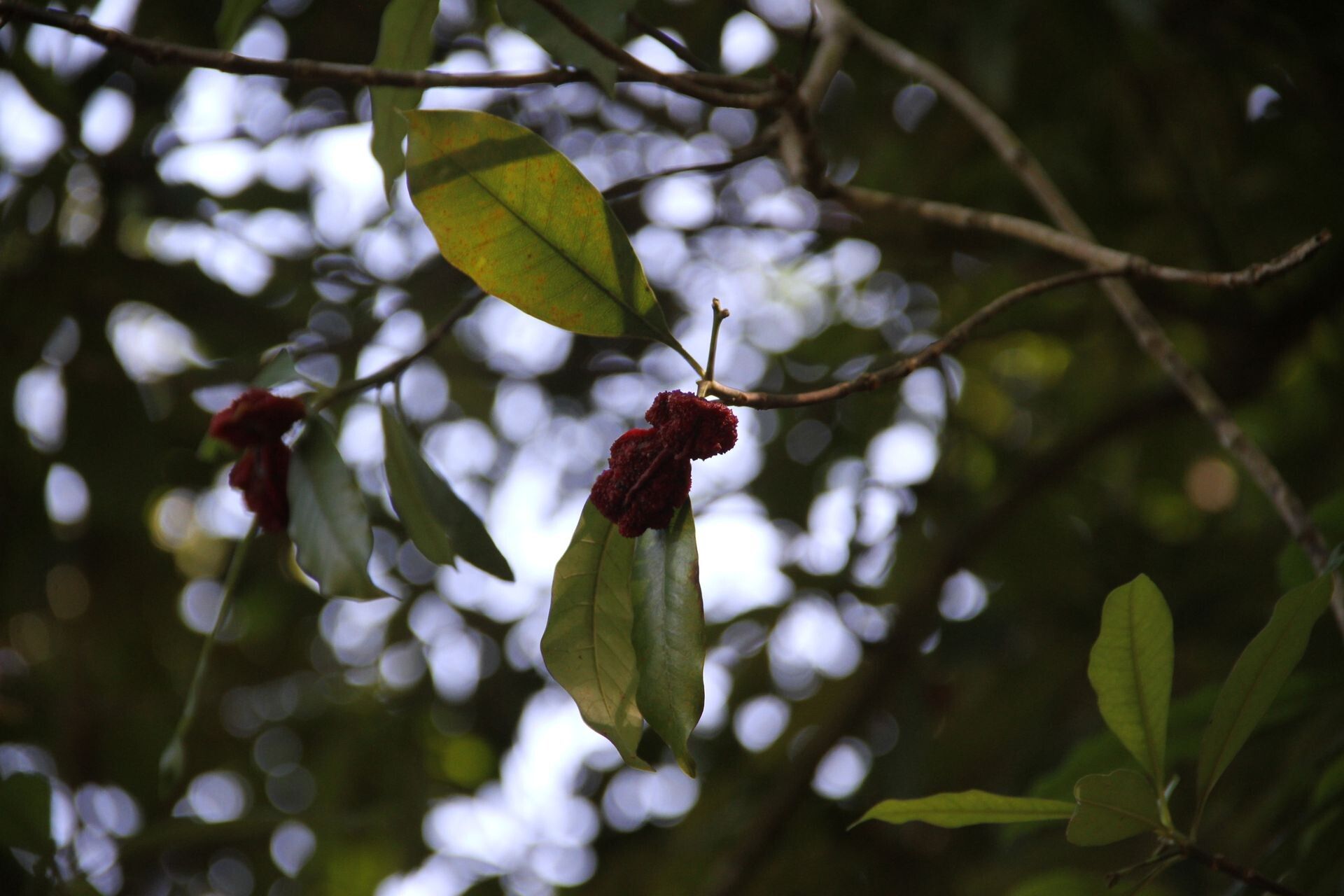 Ochrosia grandiflora — houseplant care guide