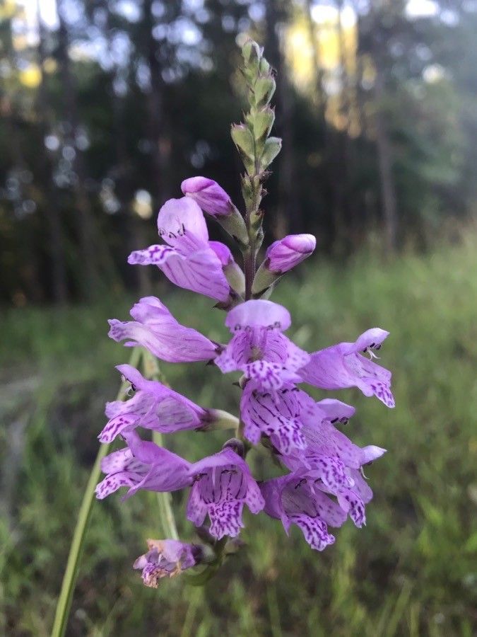 Physostegia angustifolia