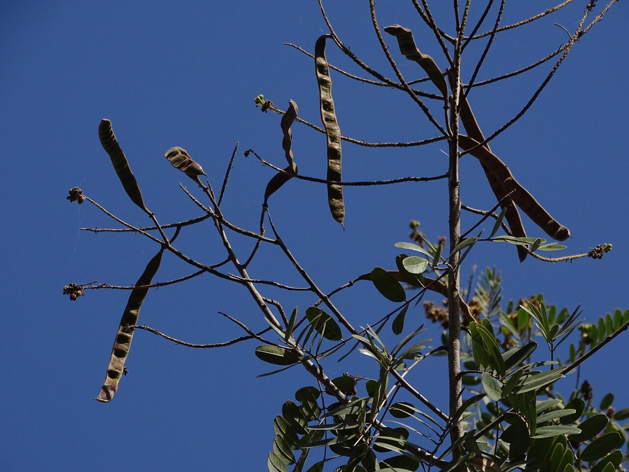 Parkia biglobosa fruit