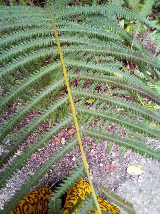 Sphaerostephanos unitus leaf