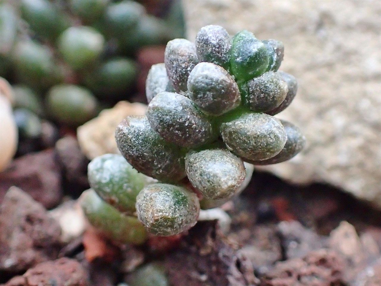 Sedum furfuraceum habit
