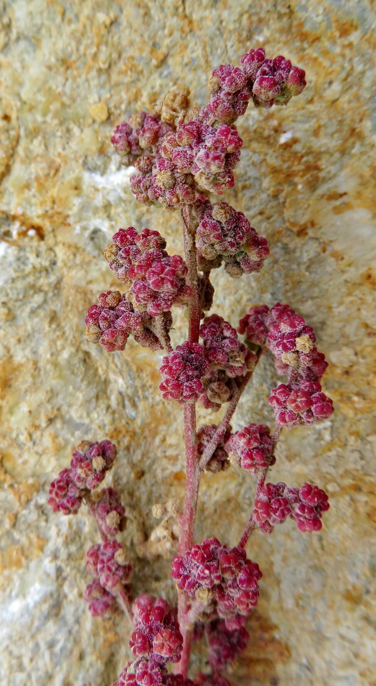 Chenopodium chenopodioides fruit
