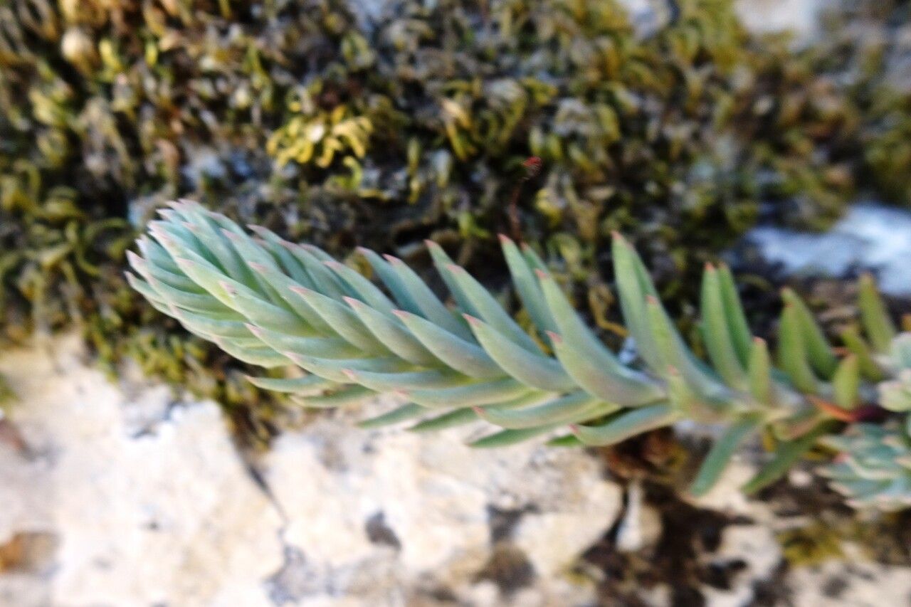 Sedum ochroleucum — search result for 'Turkey'